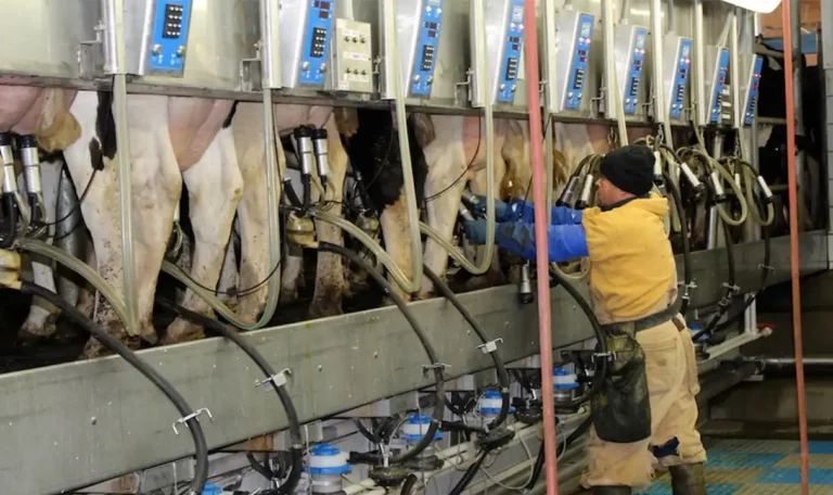 Technology for Dairy Firms
